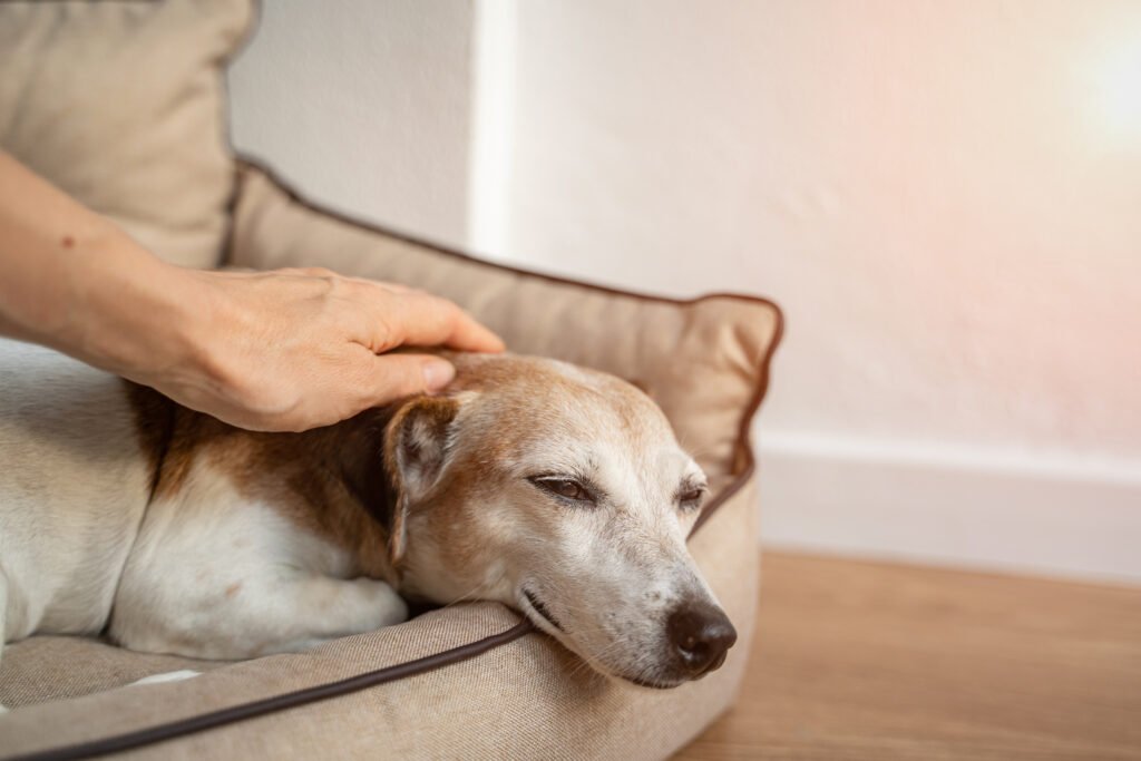 What is the cost of at home pet euthanasia and aftercare services?