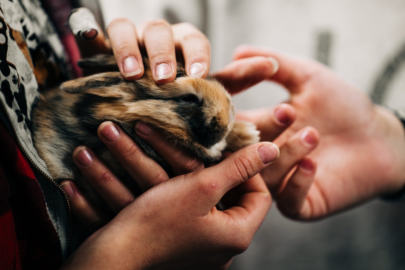 Gentle In-Home Euthanasia